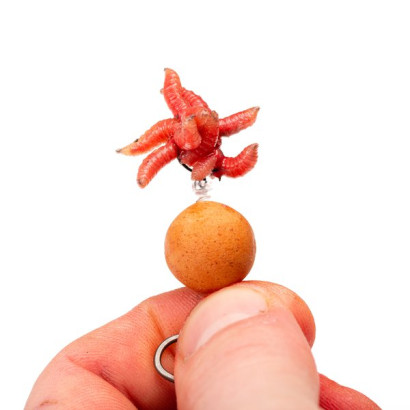 NASH MAGGOT SCREW